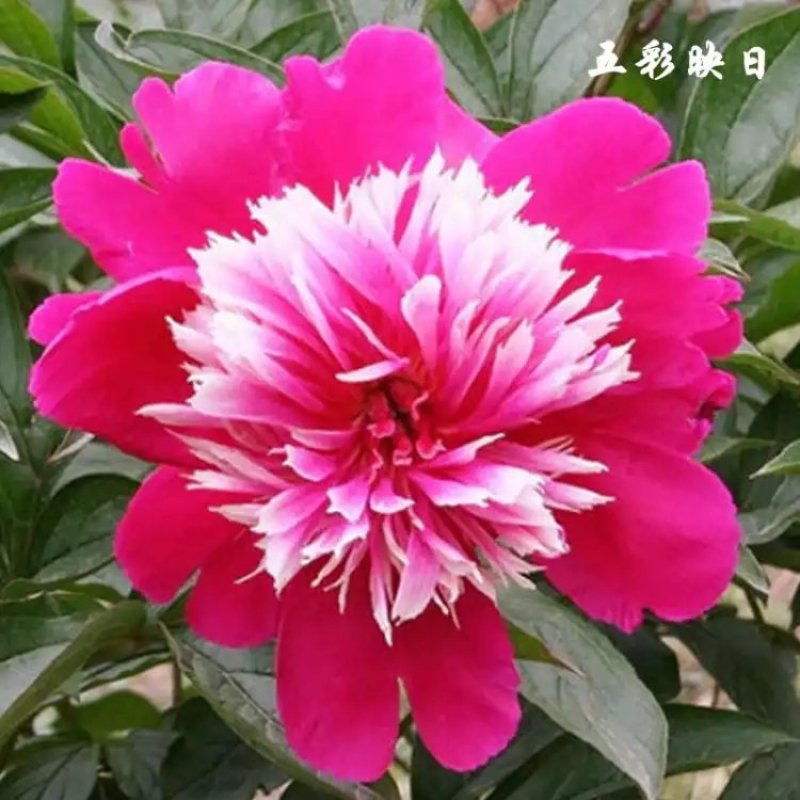 批发【芍药种球】品种颜色齐全，香味怡人，量大优惠