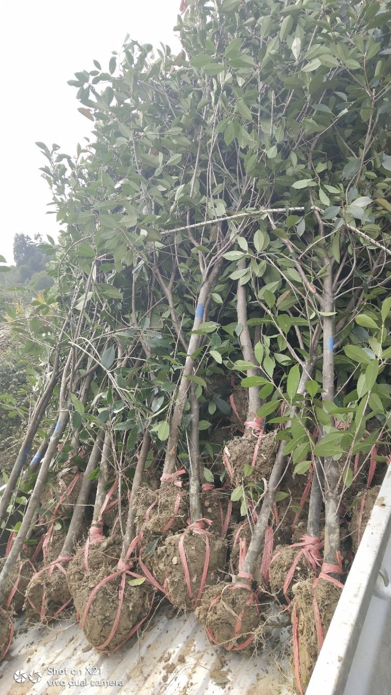 红叶石楠树地3公分大量出售