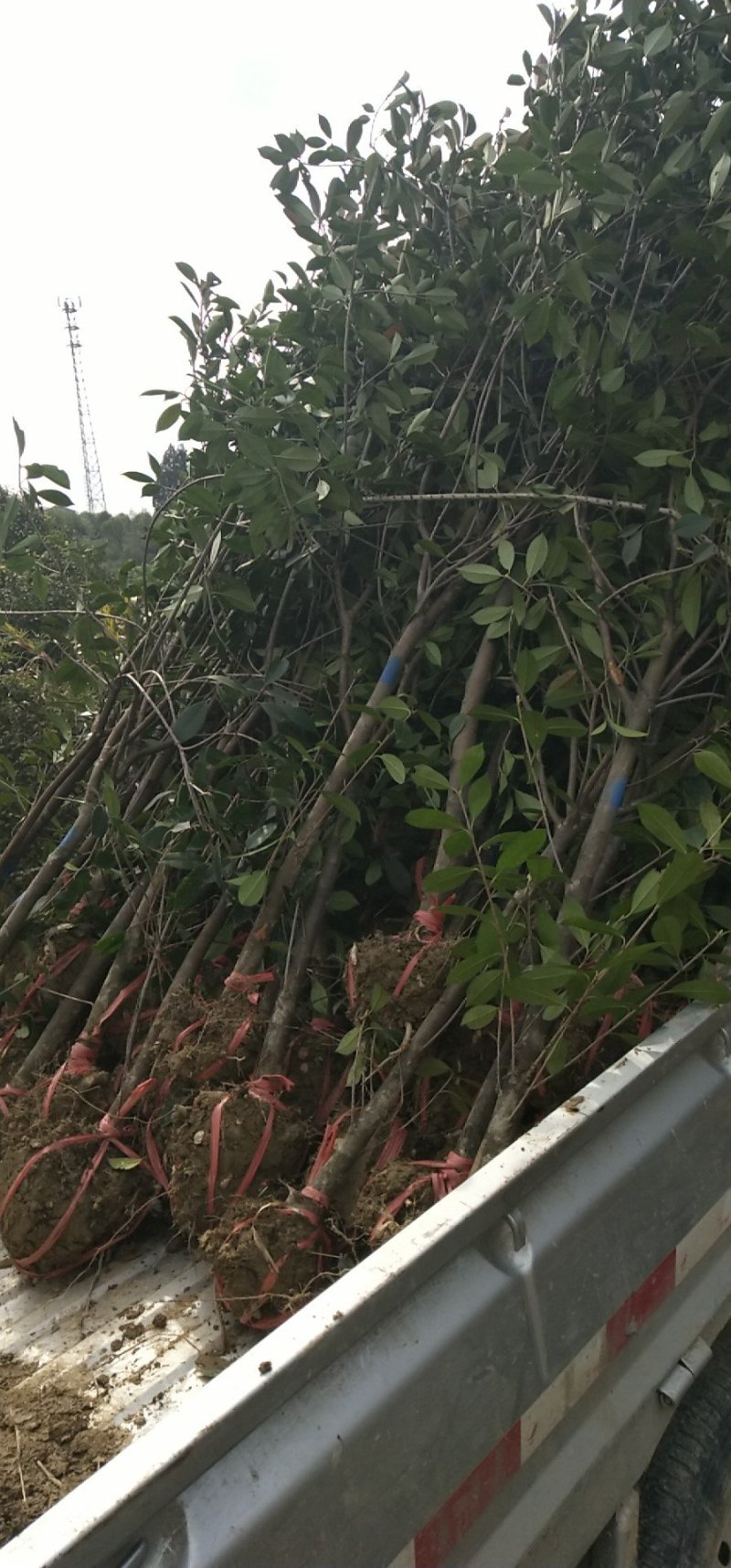 红叶石楠树地3公分大量出售