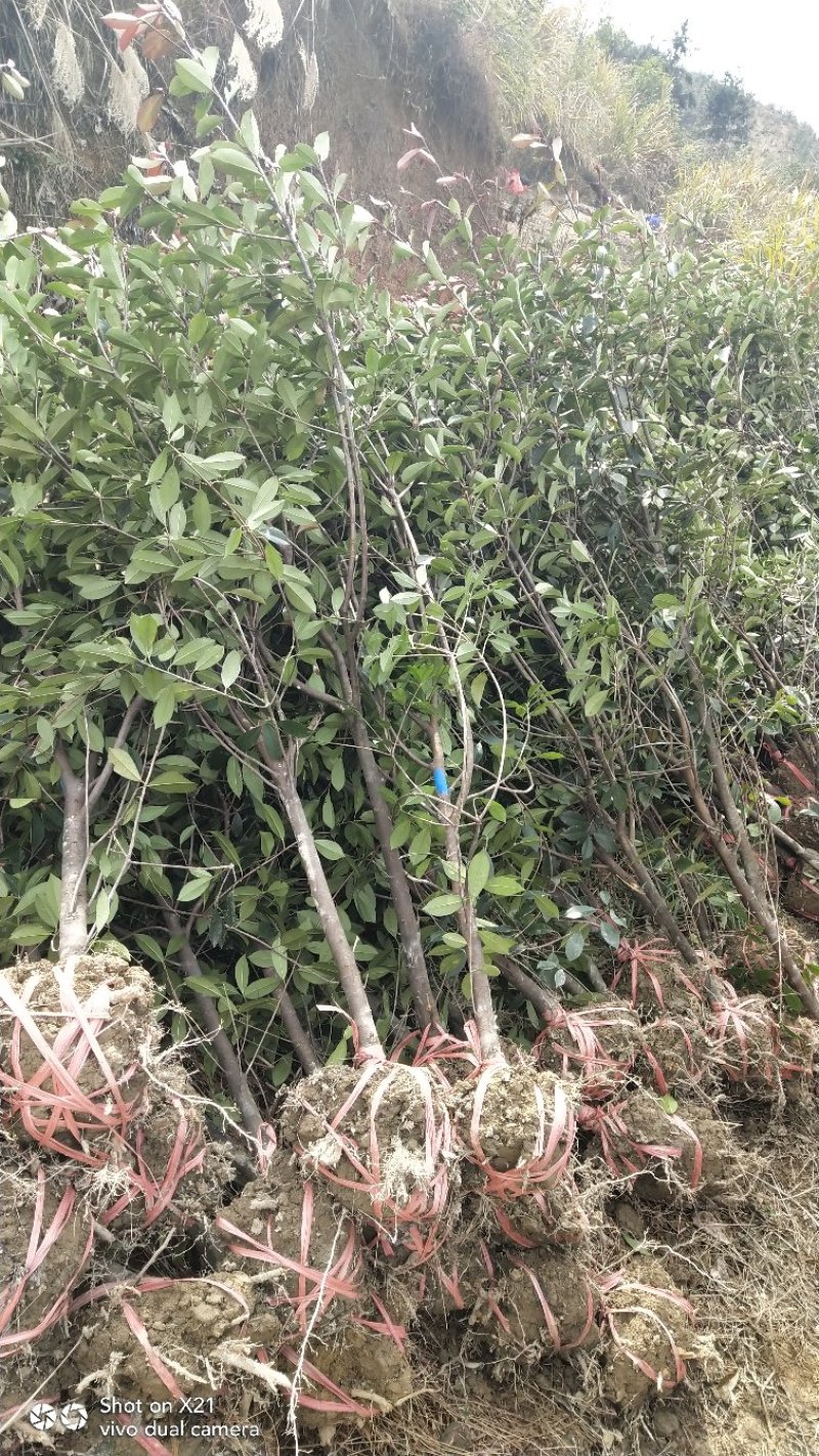 红叶石楠树地3公分大量出售