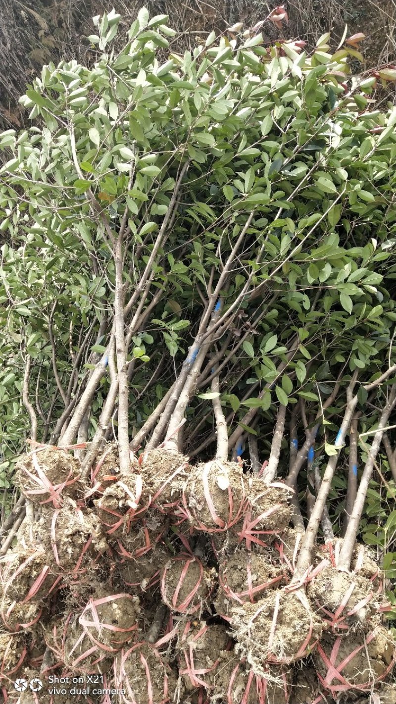 红叶石楠树地3公分大量出售