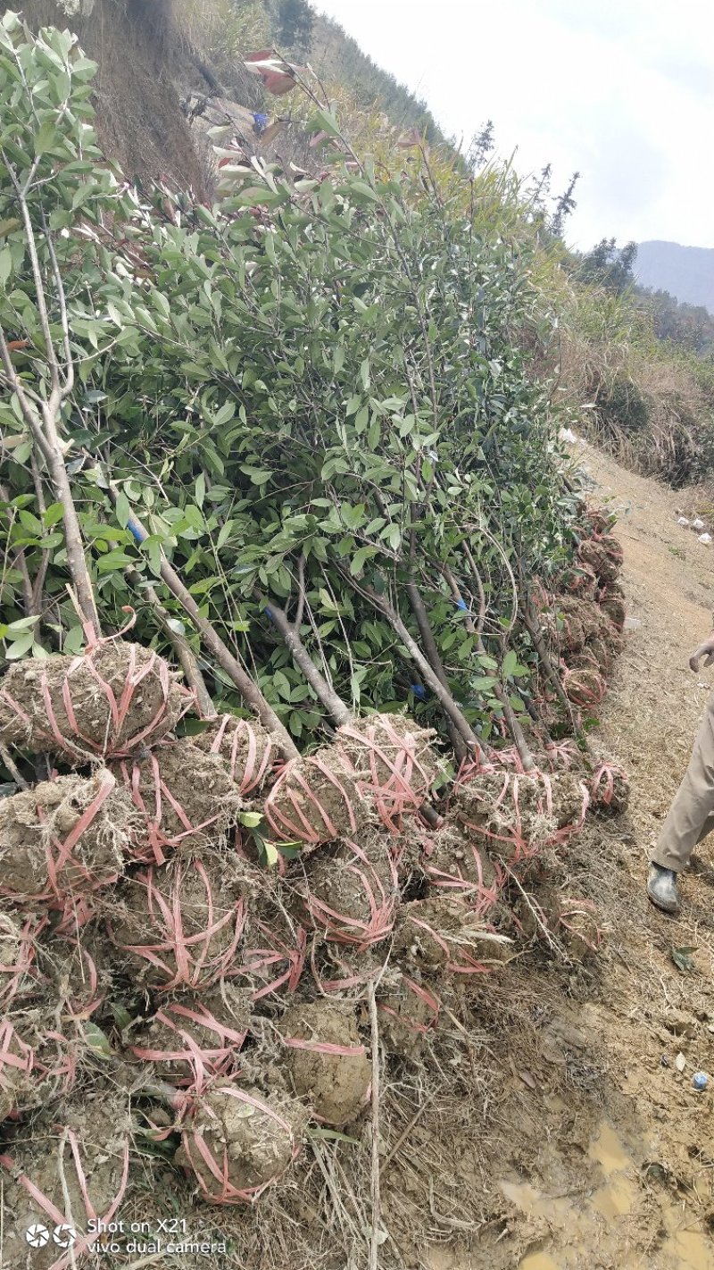 红叶石楠树地3公分大量出售