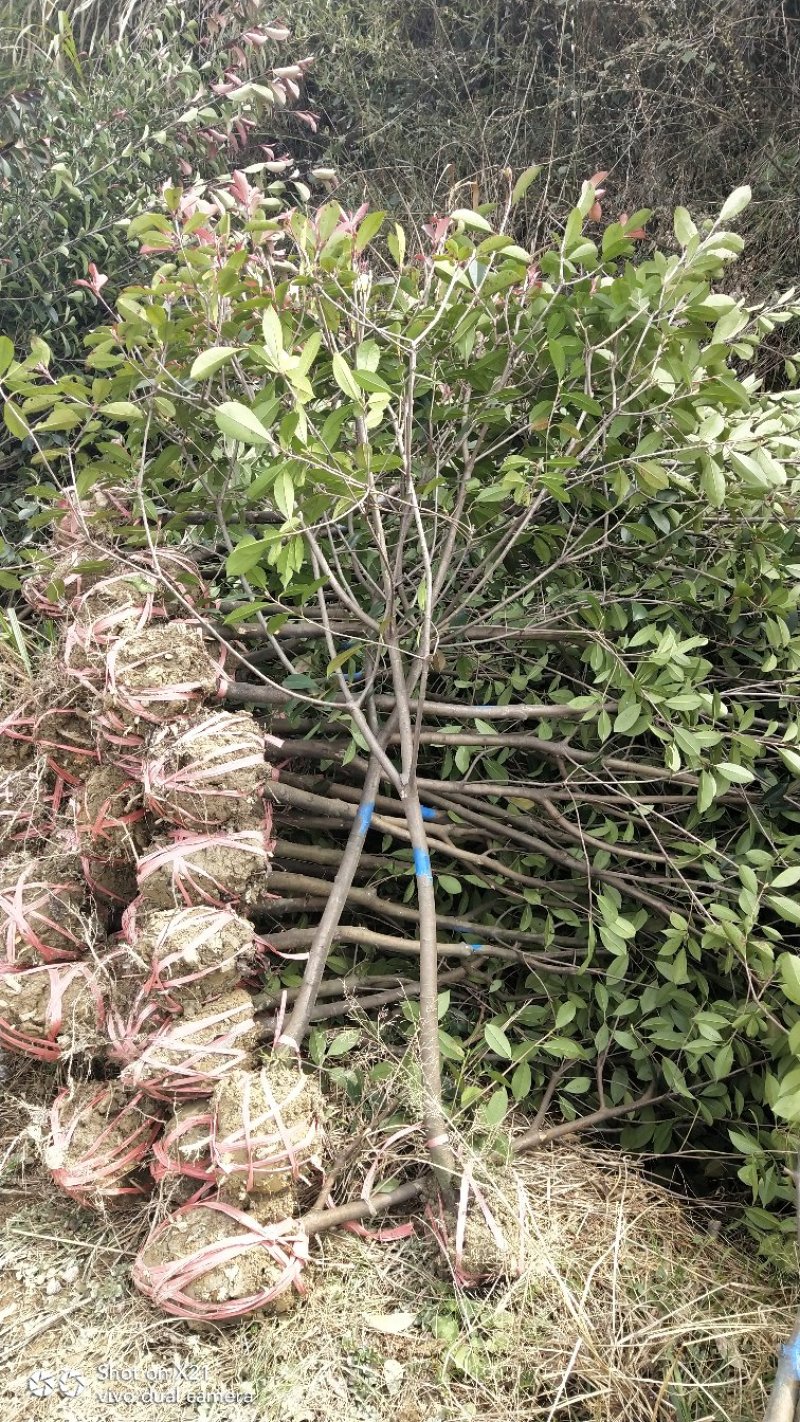 红叶石楠树地3公分大量出售