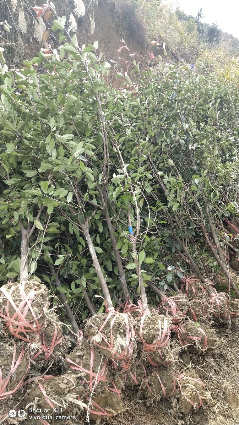 红叶石楠树地3公分大量出售