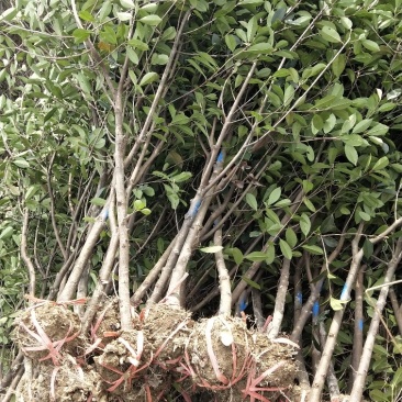 红叶石楠树地3公分大量出售