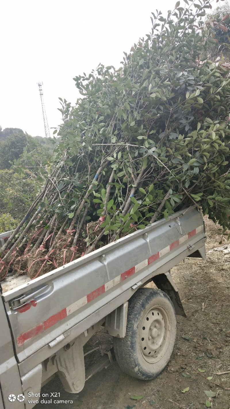 红叶石楠树地3公分大量出售