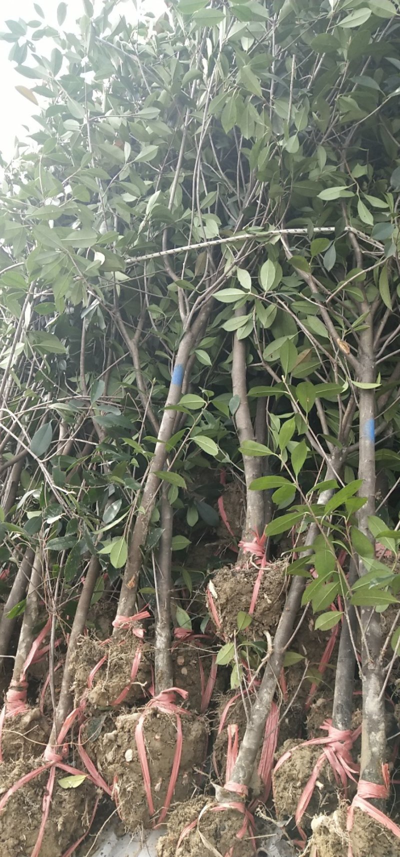 红叶石楠树地3公分大量出售