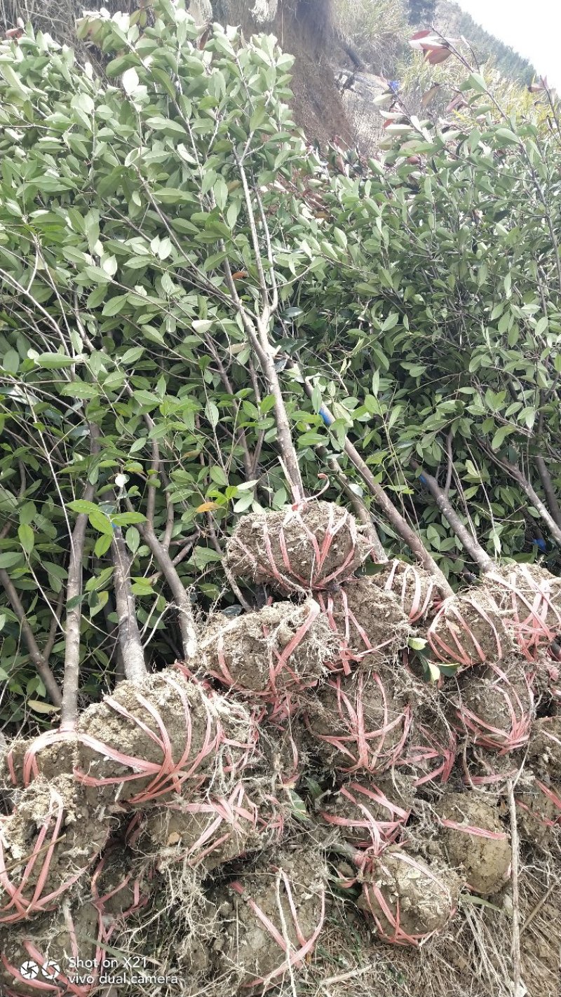 红叶石楠树地3公分大量出售