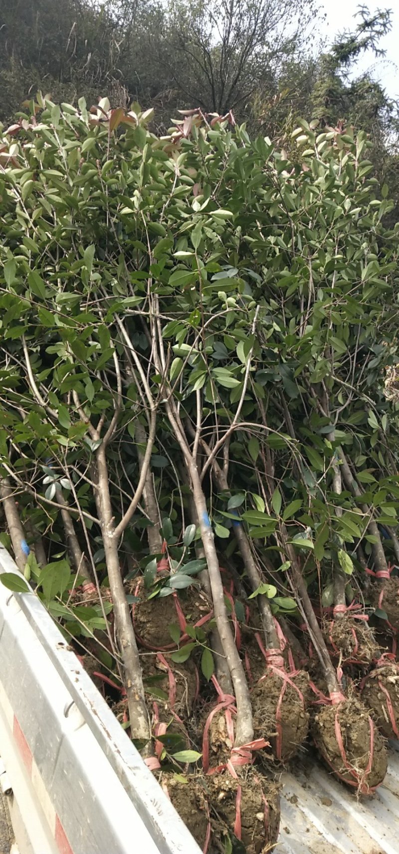 红叶石楠树地3公分大量出售