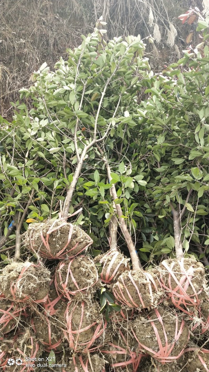 红叶石楠树地3公分大量出售