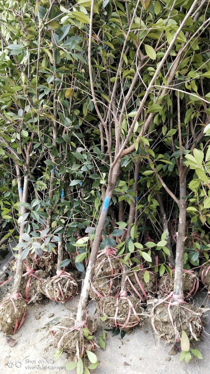 红叶石楠树地3公分大量出售