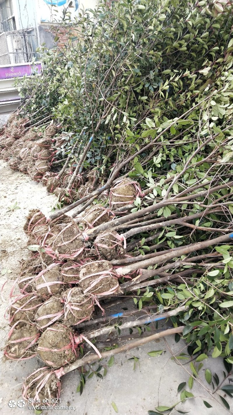 红叶石楠树地3公分大量出售