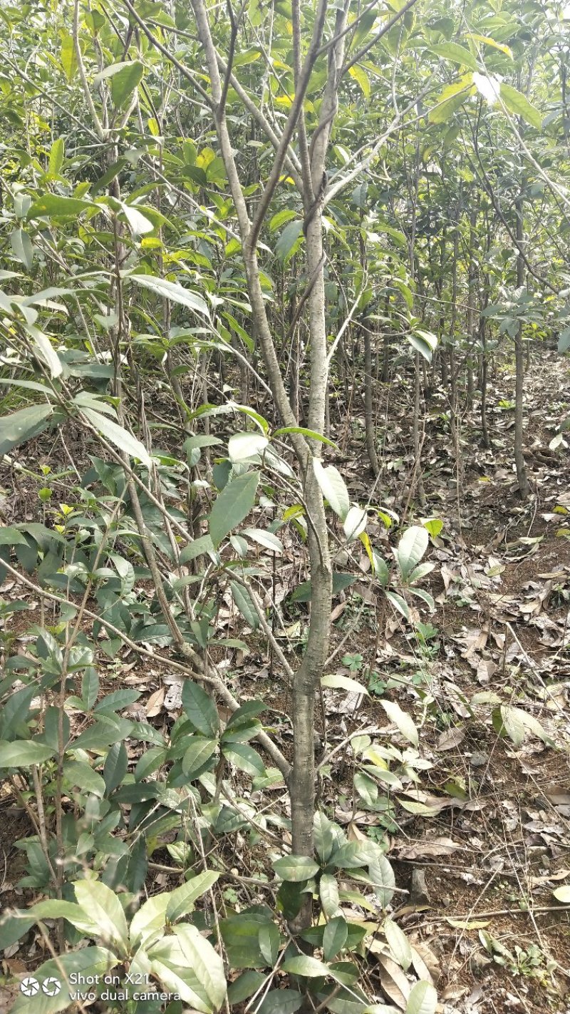 八月桂树苗，红花丹桂，成活率高，大量批发，基地直销