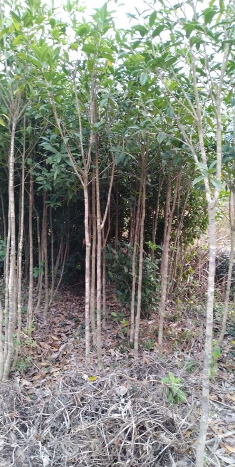 八月桂树苗，红花丹桂，成活率高，大量批发，基地直销