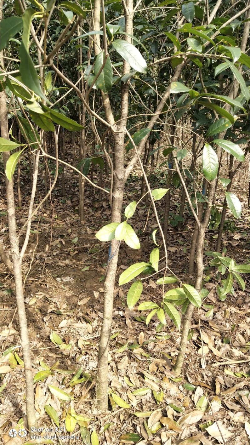 八月桂树苗，红花丹桂，成活率高，大量批发，基地直销
