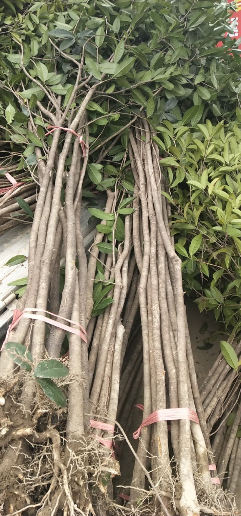 八月桂树苗，红花丹桂，成活率高，大量批发，基地直销