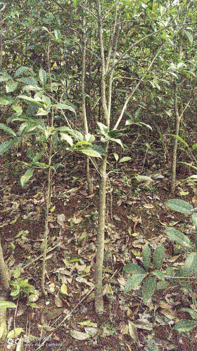 八月桂树苗，红花丹桂，成活率高，大量批发，基地直销