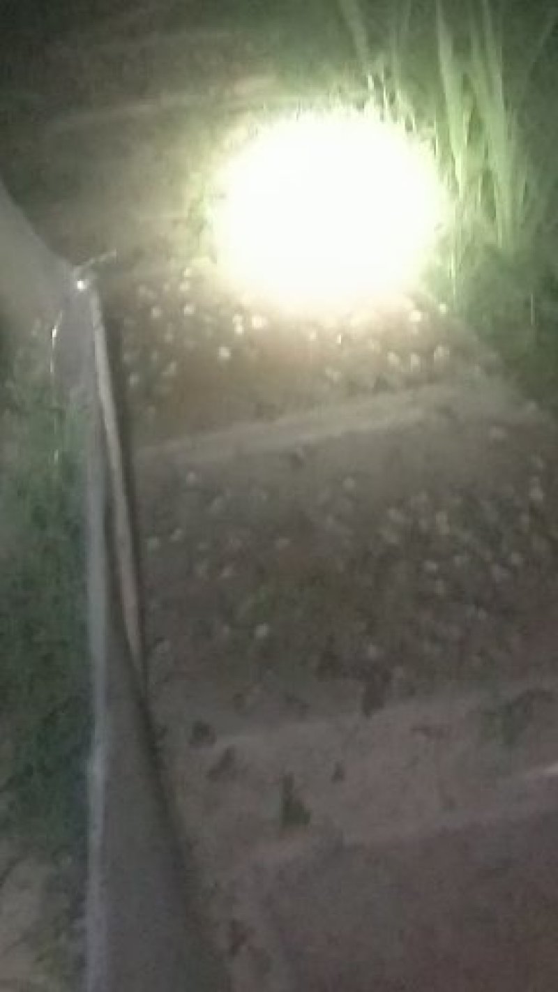 青蛙种苗预定中，，，，，
