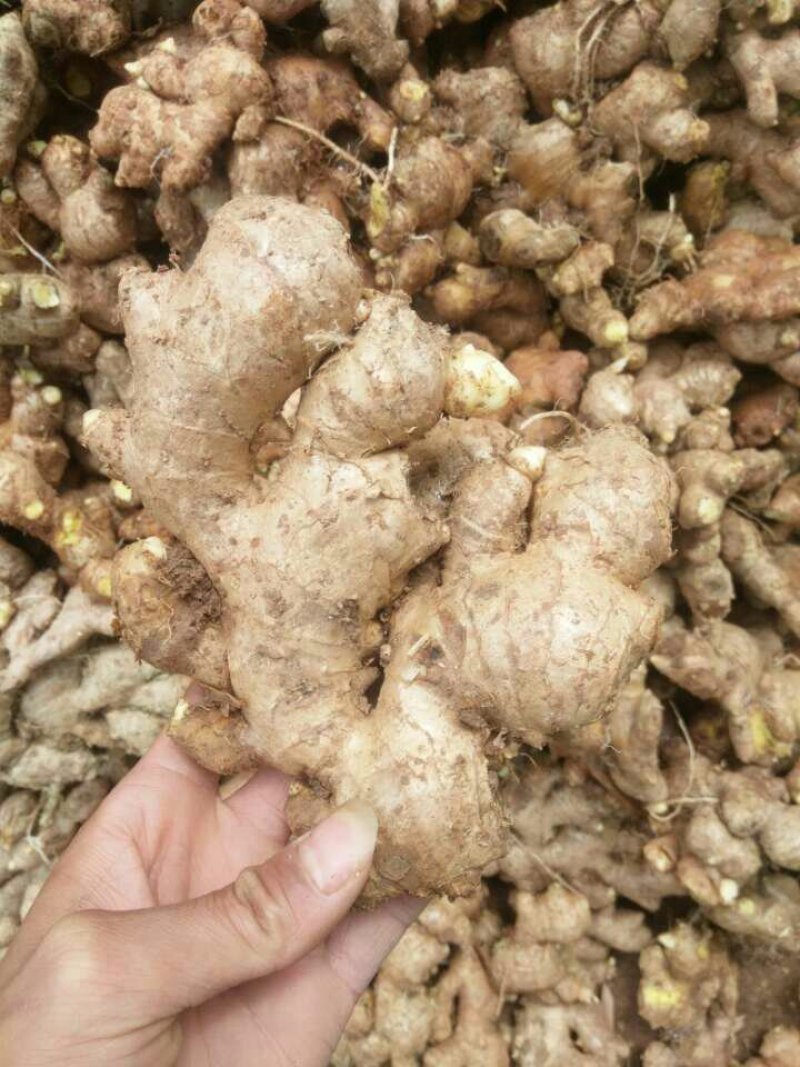 新鲜大黄姜老姜，基地直销，货源充足，货源质量保证。