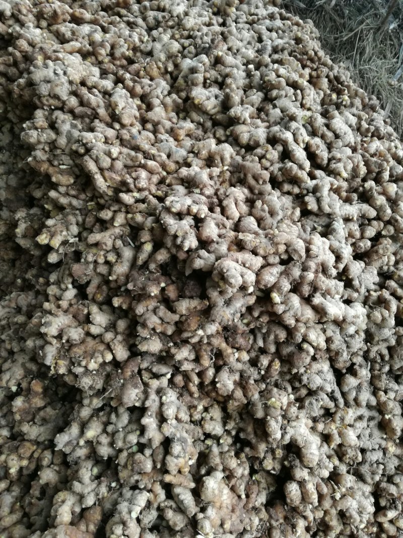新鲜大黄姜老姜，基地直销，货源充足，货源质量保证。