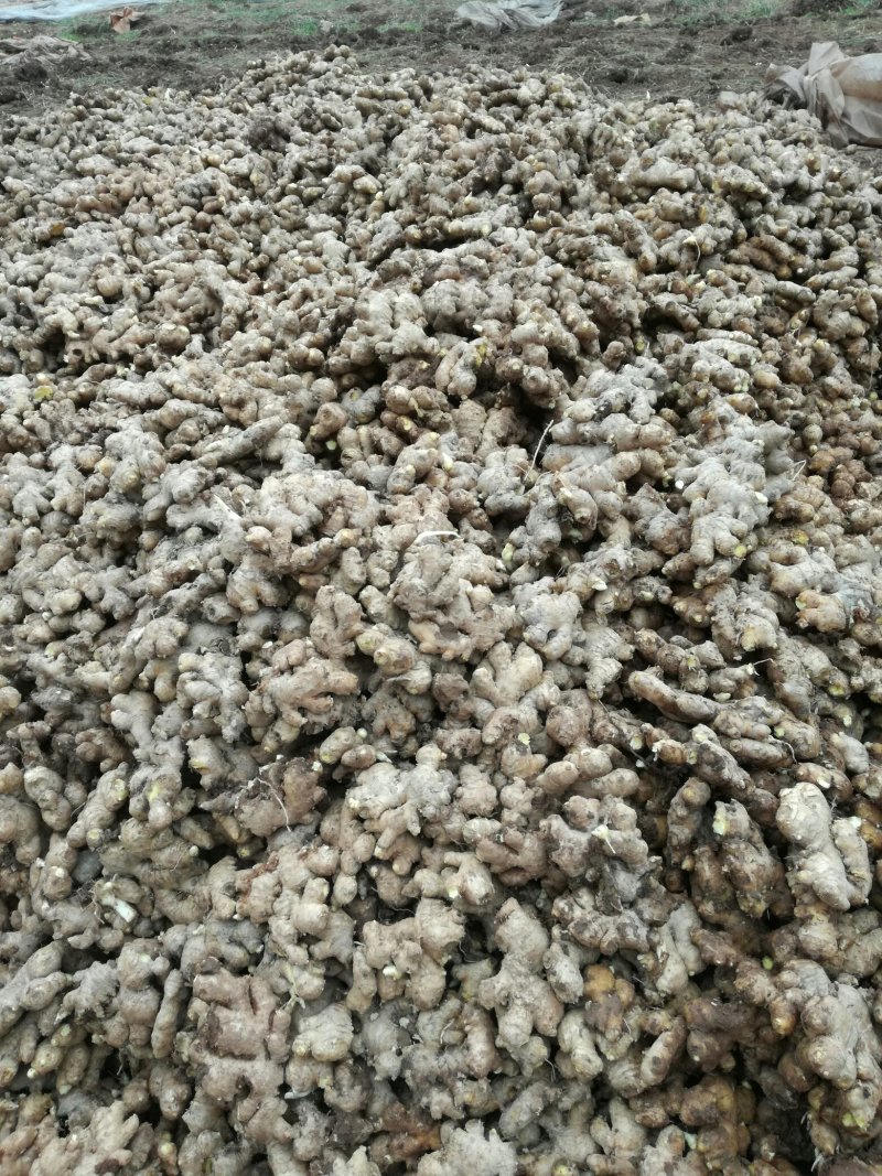 新鲜大黄姜老姜，基地直销，货源充足，货源质量保证。