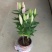 百合花盆栽