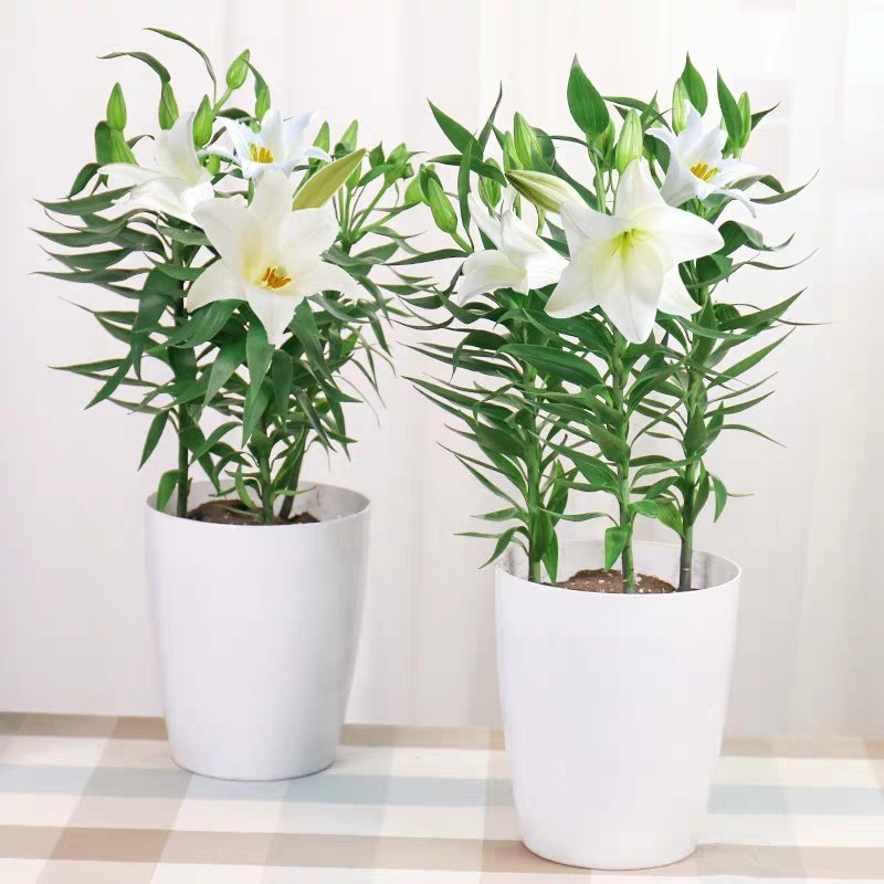 百合花盆栽