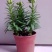 百合花盆栽