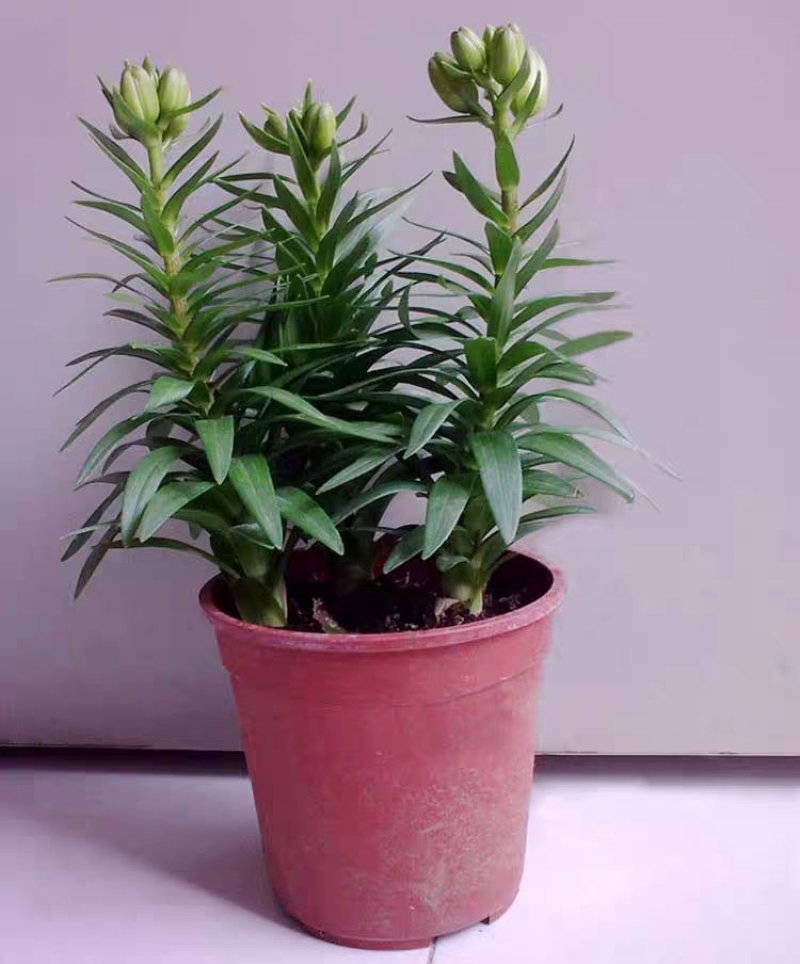 百合花盆栽