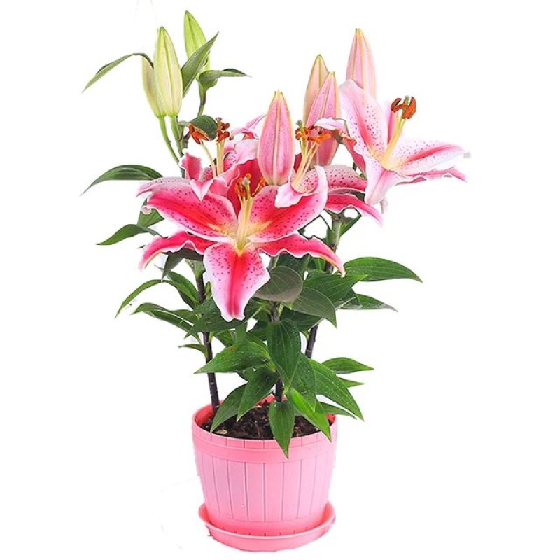 百合花盆栽