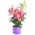 百合花盆栽