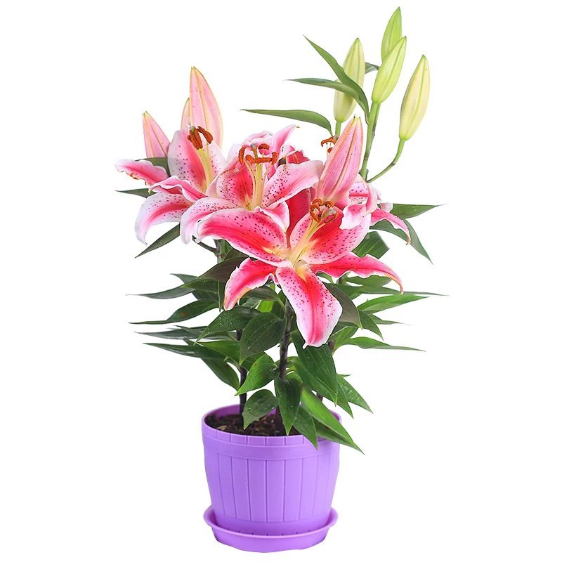 百合花盆栽