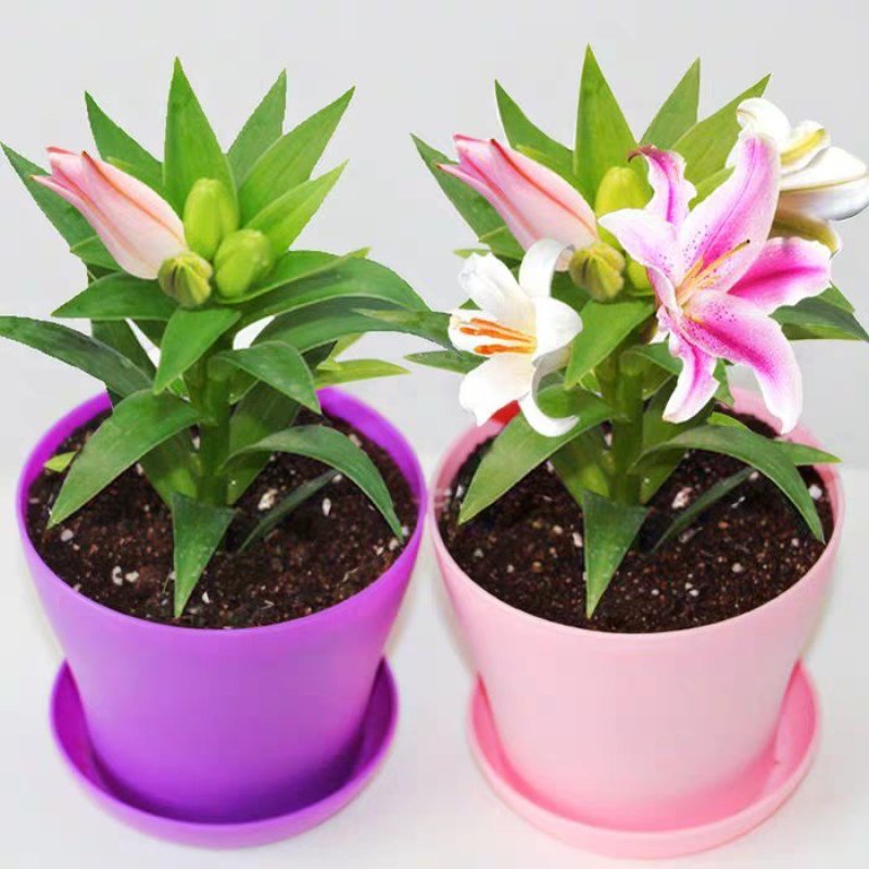 百合花盆栽