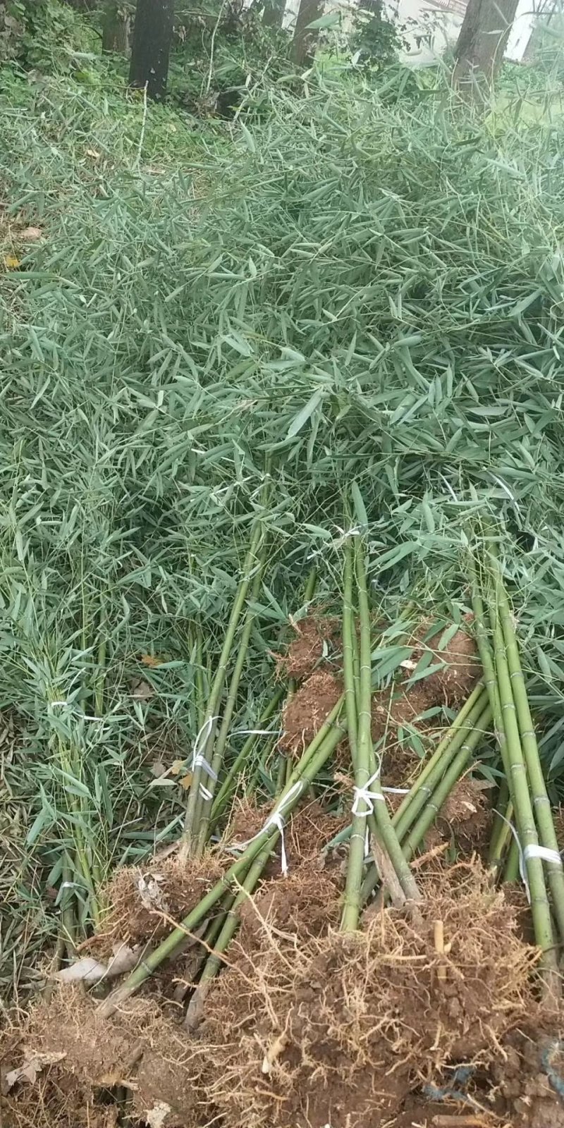 早园竹