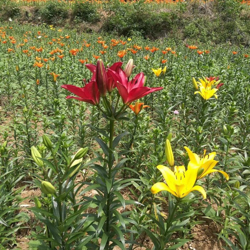 百合花盆栽