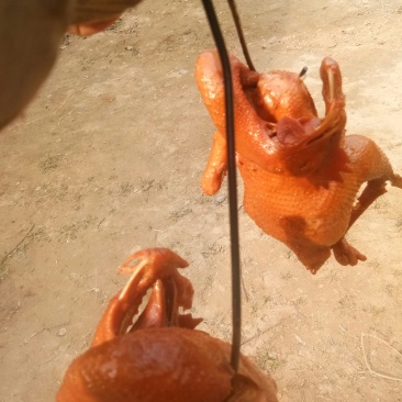 鸡