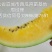 大量出售各种西瓜南瓜苗！