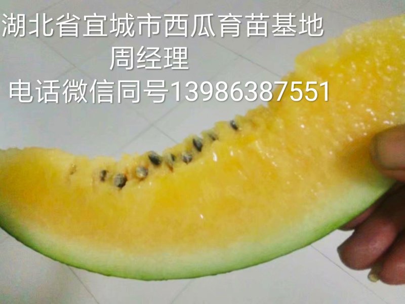 大量出售各种西瓜南瓜苗！