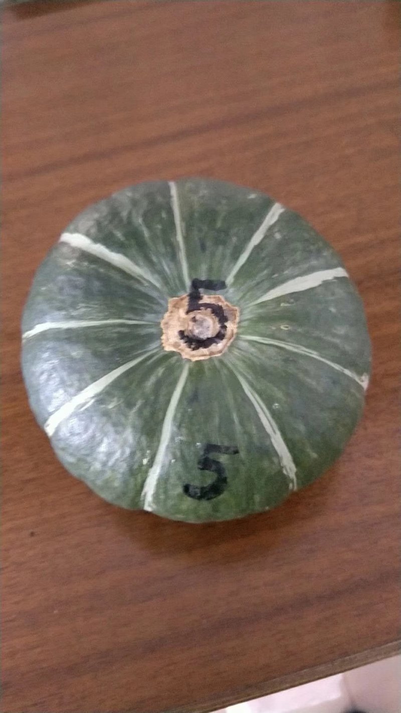 大量出售各种西瓜南瓜苗！