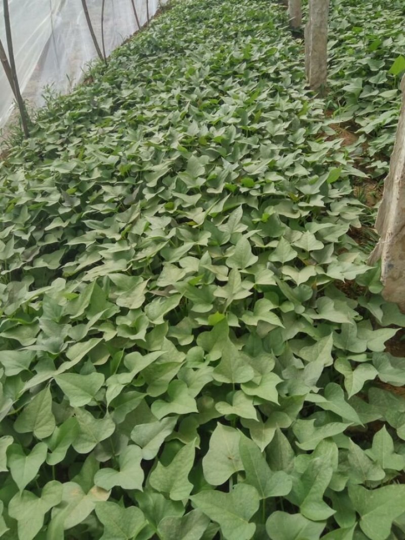 徐薯32红薯苗