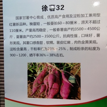 徐薯32红薯苗