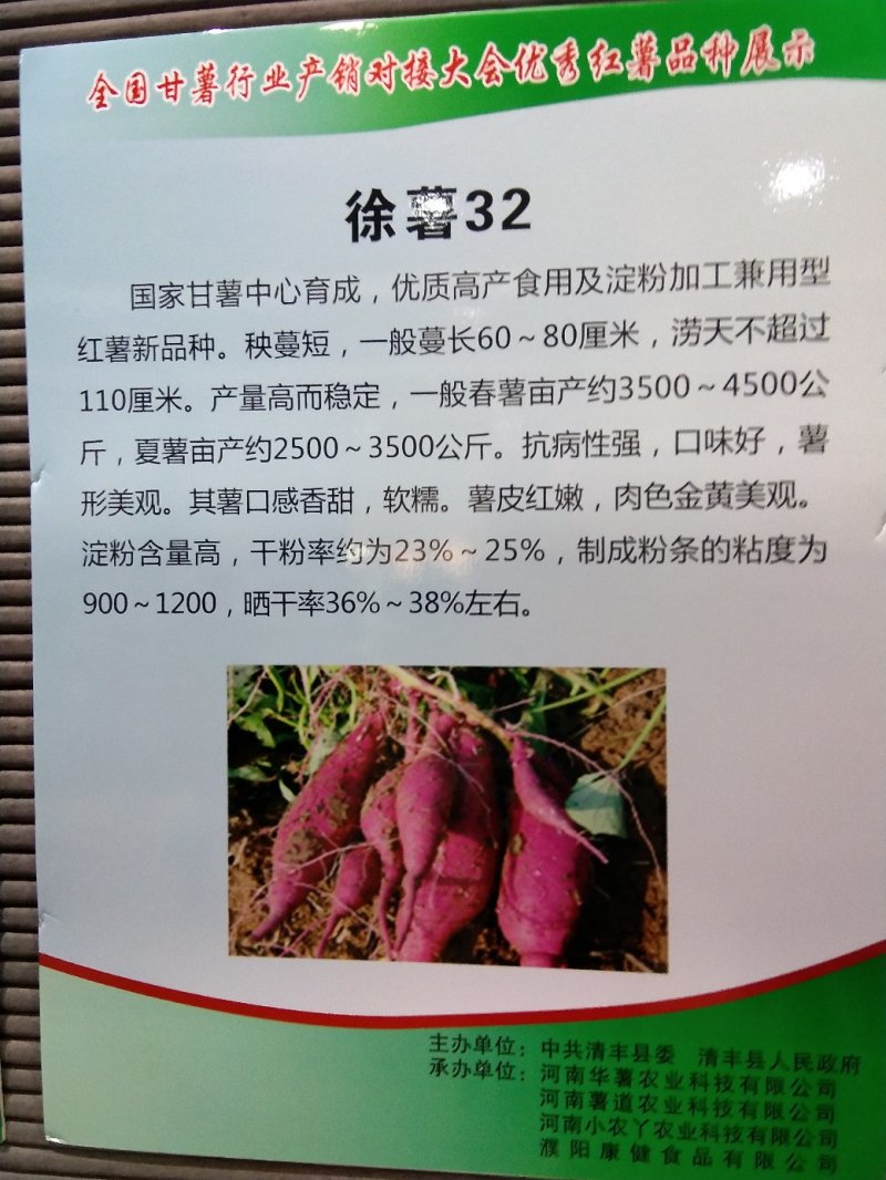 徐薯32红薯苗