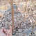 杏树苗，珍珠油杏苗，荷兰香蜜杏苗，凯特杏树苗