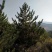 山西5米油松，2米油松，占地油松，3米油松，一级油松