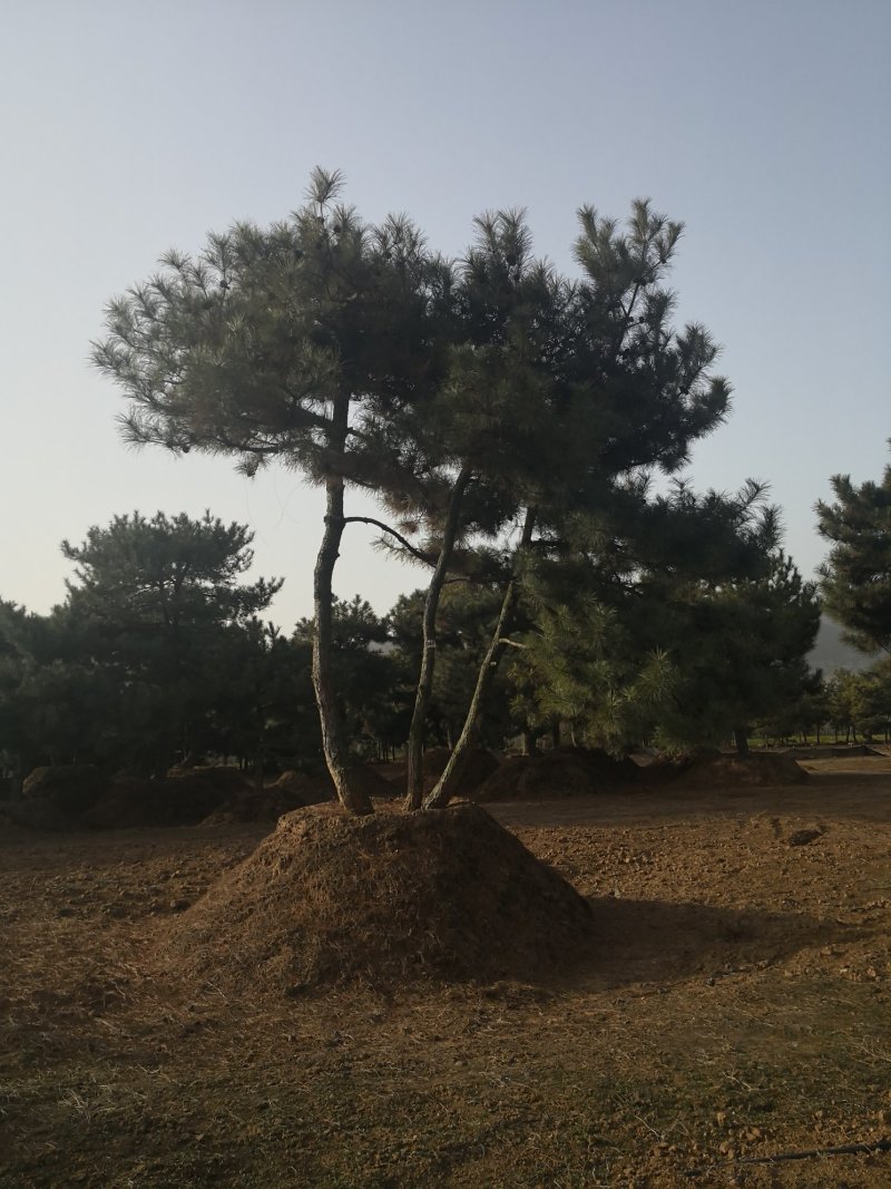 山西5米油松，2米油松，占地油松，3米油松，一级油松