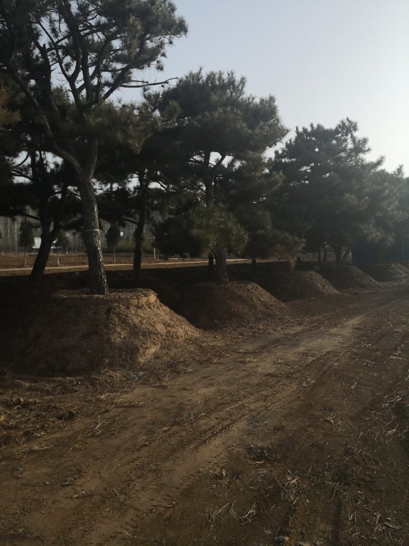 山西5米油松，2米油松，占地油松，3米油松，一级油松