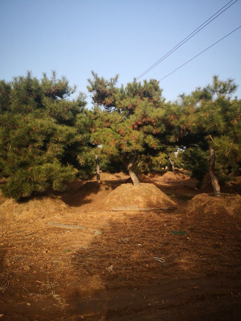 山西5米油松，2米油松，占地油松，3米油松，一级油松