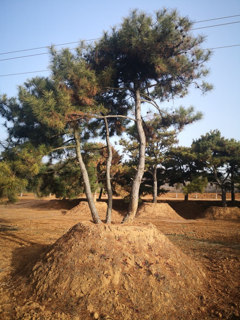 山西5米油松，2米油松，占地油松，3米油松，一级油松