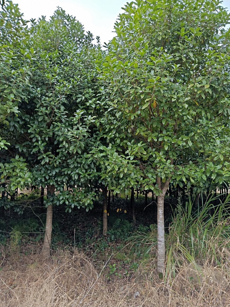 旱地