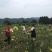 百合花盆栽出售